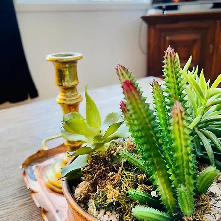 ليلاندتونيت يستيفيري 4*